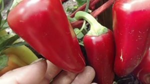 СЛАДКИЙ ПЕРЕЦ. ПЕРЕЦ ЛАСТОЧКА. ОБЗОР В ИЮЛЕ. Ольга Чернова.