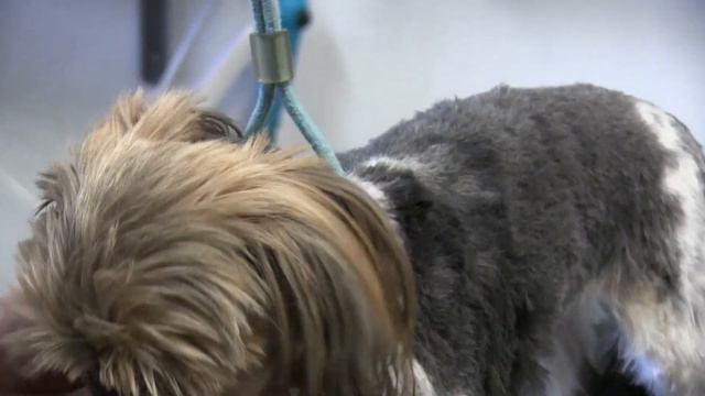 Maltese Pet Grooming Tutorial | Pro Tips ! смотреть онлайн