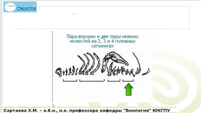 Класс Ракообразные смотреть онлайн