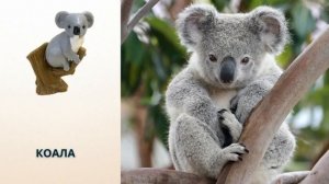 ЖИВОТНЫЕ из киндеров NATOONS в реальной жизни! Коллекция НАТУНС 2012 и 2013 года!