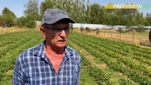 СХЕМА ПОСАДКИ КЛУБНИКИ! #клубника #схемазаработка #лайфхаки