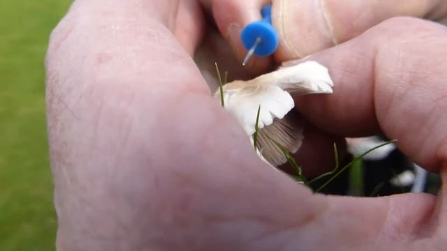 Psathyrella because.. at Cliffe Castle, Keighley смотреть онлайн