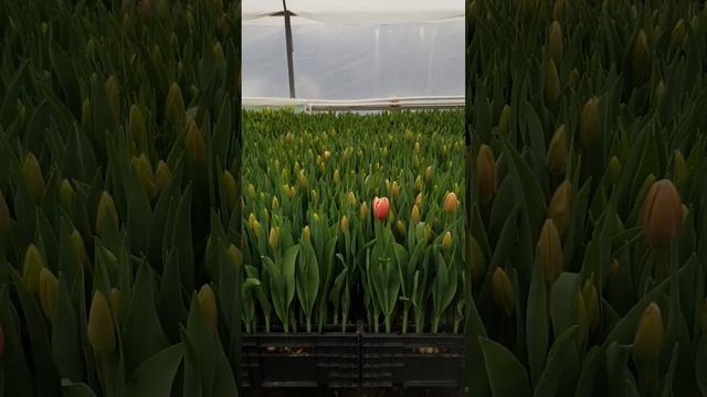 Выгонка тюльпанов. Первый опыт на гидропонике.