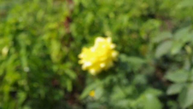 PENTAX K - 5 video test РОЗЫ смотреть онлайн