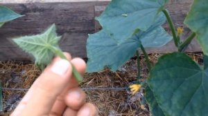 СУПЕР СПОСОБ УКОРЕНЕНИЯ ПАСЫНКОВ ОГУРЦОВ И ТОМАТОВ. Укореняем помидоры, огурцы, батат