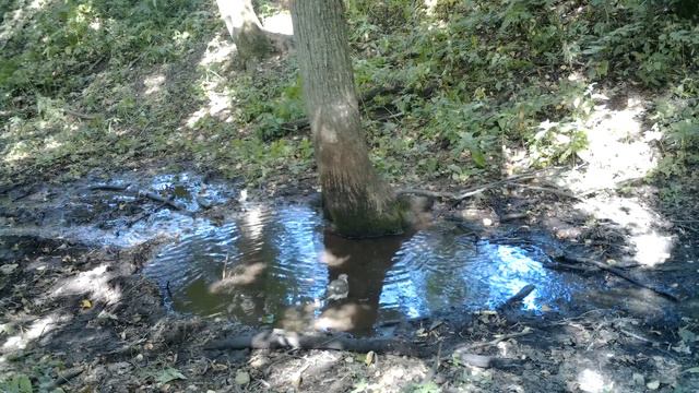 Сокол купается в речке смотреть онлайн