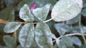 Роза Сахара (Sahara) — характеристики суперустойчивого кустарника