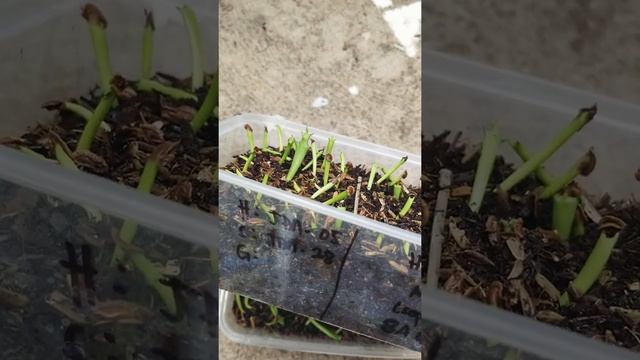 Huernia Seeds Germinates so fast! How to Sow Huernia Seeds Part II смотреть онлайн