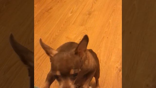 Анита той терьер 2019 смотреть онлайн