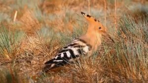 УДОД УДИВИТЕЛЬНАЯ ПТИЦА!