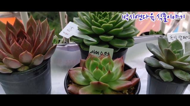 #흑장미#로지나#아메스트로#독일샴페인#박시연다육.식물이야기 смотреть онлайн