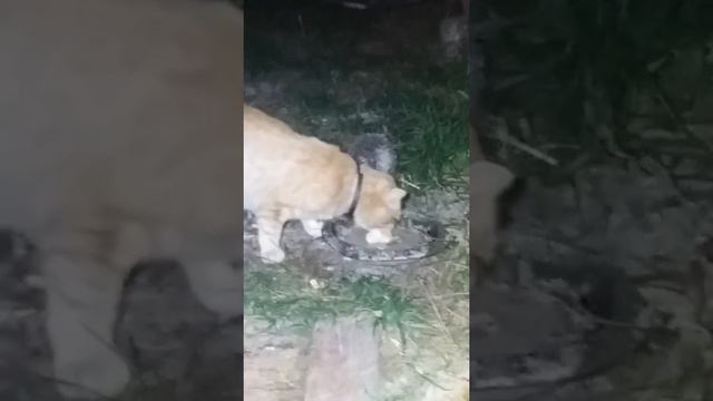 Кот делится едой с ежиком смотреть онлайн