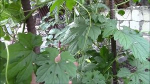 Момордика. Что за интересное растение?