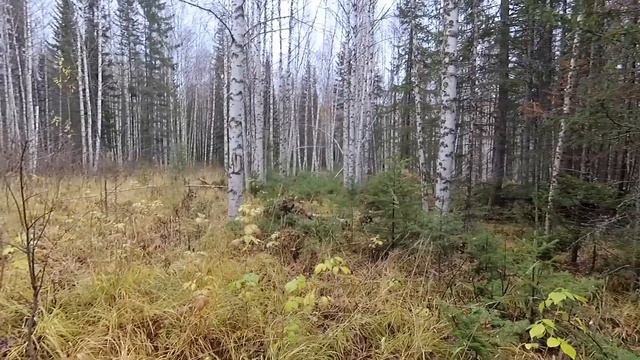 Сбежал на 4 дня в ТАЙГУ часть 4 (осень, хмуро) смотреть онлайн