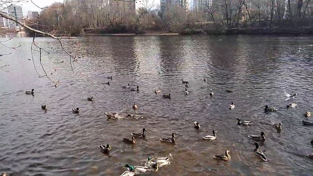 Весна 2020 год, Москва. смотреть онлайн