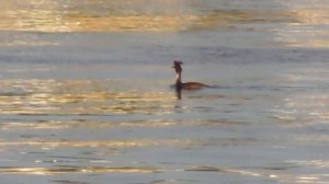 утка с двумя хохолками название - Большая поганка, или Чомга, Великий Новгород 21.05.2022