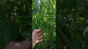 Помидор,американец,бела роса F1