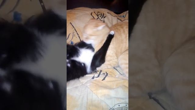 НОВОГОДНИЕ КОТЫ смотреть онлайн