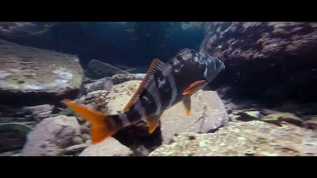 Природа.Красота подводного мира!Релакспция смотреть онлайн