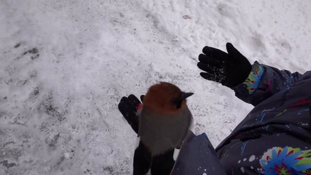 Ручная сойка в зоопарке. 03.11.2021 смотреть онлайн