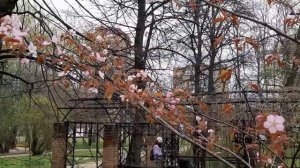 Сакура цветёт. Весна. Цветение сакуры. Аптекарский огород. Ботанический сад МГУ. Прогулка по Москве
