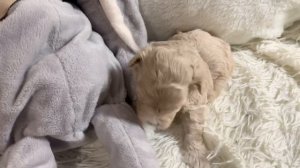 Щенок мальтипу лает