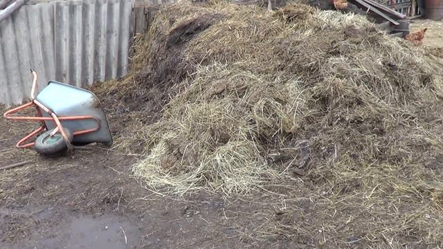 корова в охоте - покрытие не состоялось. - Лпх Дом Велеса - жизнь за городом смотреть онлайн