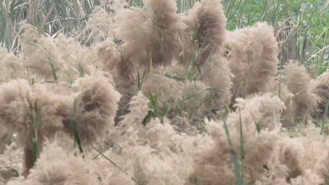 Canon Powershot SX520 HS Video sample смотреть онлайн