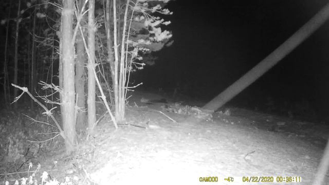 Медведь. Видео с фотоловушки. Томская область. Александровский район. 18-23.04.2020. смотреть онлайн