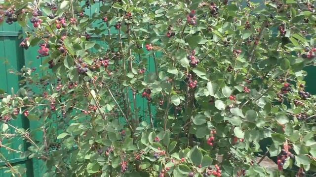 Рецепты Десертов