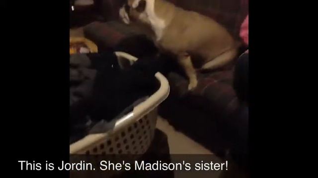 English Bulldog Family смотреть онлайн