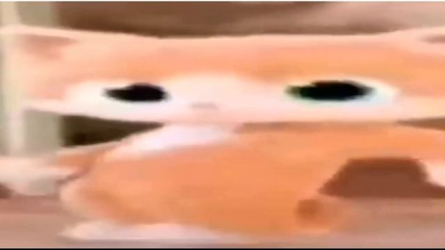 Широкий кот танцует - мем