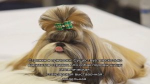 Ши-тцу: описание породы собак, характер, недостатки