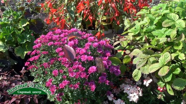 Хризантема мелкоцветковая, пересадка из сада в горшок, длительное цветение дома, фитонцидная смотреть онлайн