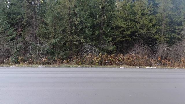Slingshot hunting: 8mm steel..Down a logging road(Graphic) смотреть онлайн