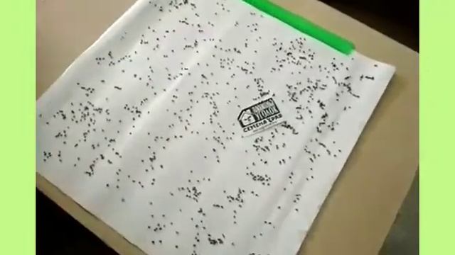 Норма высева семян редьки масличной смотреть онлайн