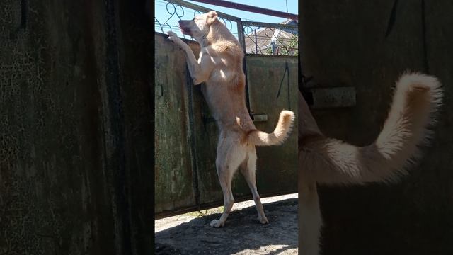 Волкодав босс на охране 🏠 смотреть онлайн