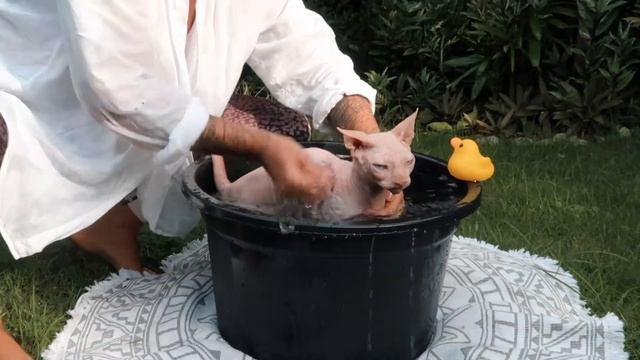 Сфинкс Тофи купается в саду смотреть онлайн