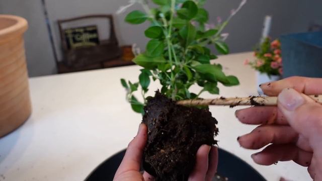 【夏の寄せ植え】暑さに強い❢秋まで楽しめる❢ジニア編🌻