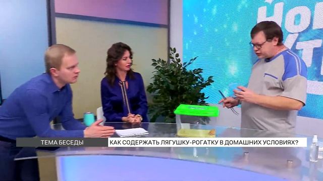 Как содержать лягушку-рогатку? смотреть онлайн