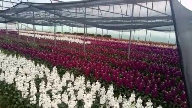 видео маттиола смотреть онлайн