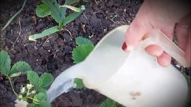 Молочная подкормка для клубники. Для большого урожая смотреть онлайн