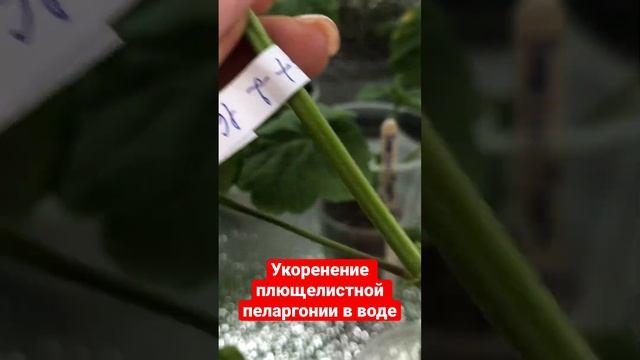 # 72. Как укоренить плющелистную пеларгонию смотреть онлайн