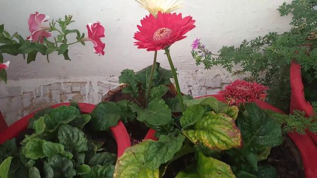 8/1/21/how to grow and care gerbera plants🌱#green garden Gujarat! смотреть онлайн