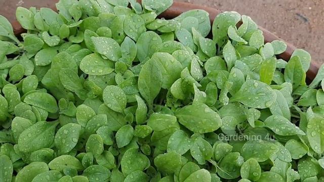 How To Grow Petunia In Pot | Winter Flowers смотреть онлайн
