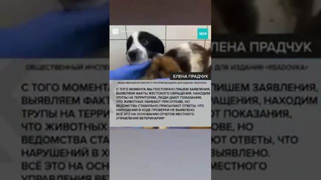 Иркутск К-9??? Карлук Приют"5 звезд" наказать всех кто причастен за жестокое обращение с животными смотреть онлайн