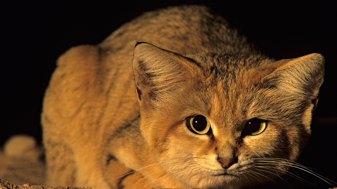 Барханный кот - эксперт по выживанию в пустыне! Интересные факты о барханной кошке. смотреть онлайн