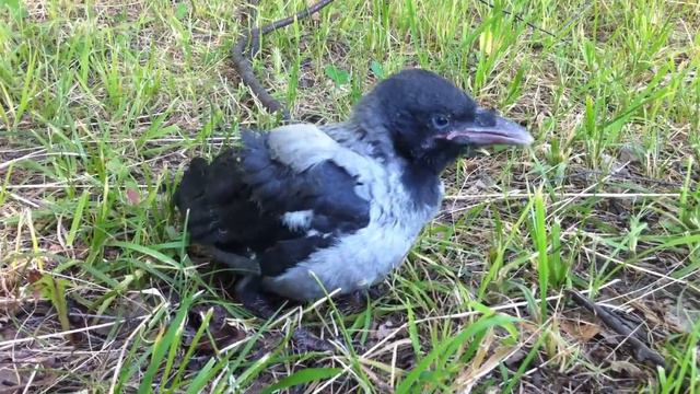 Вороненок выпал из гнезда смотреть онлайн