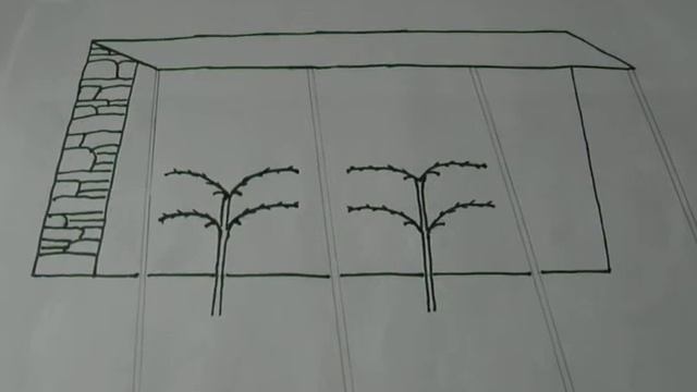 Ранний урожай винограда,выращиваем у стены. смотреть онлайн