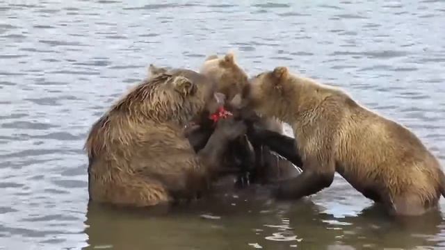 Медведь смотреть онлайн